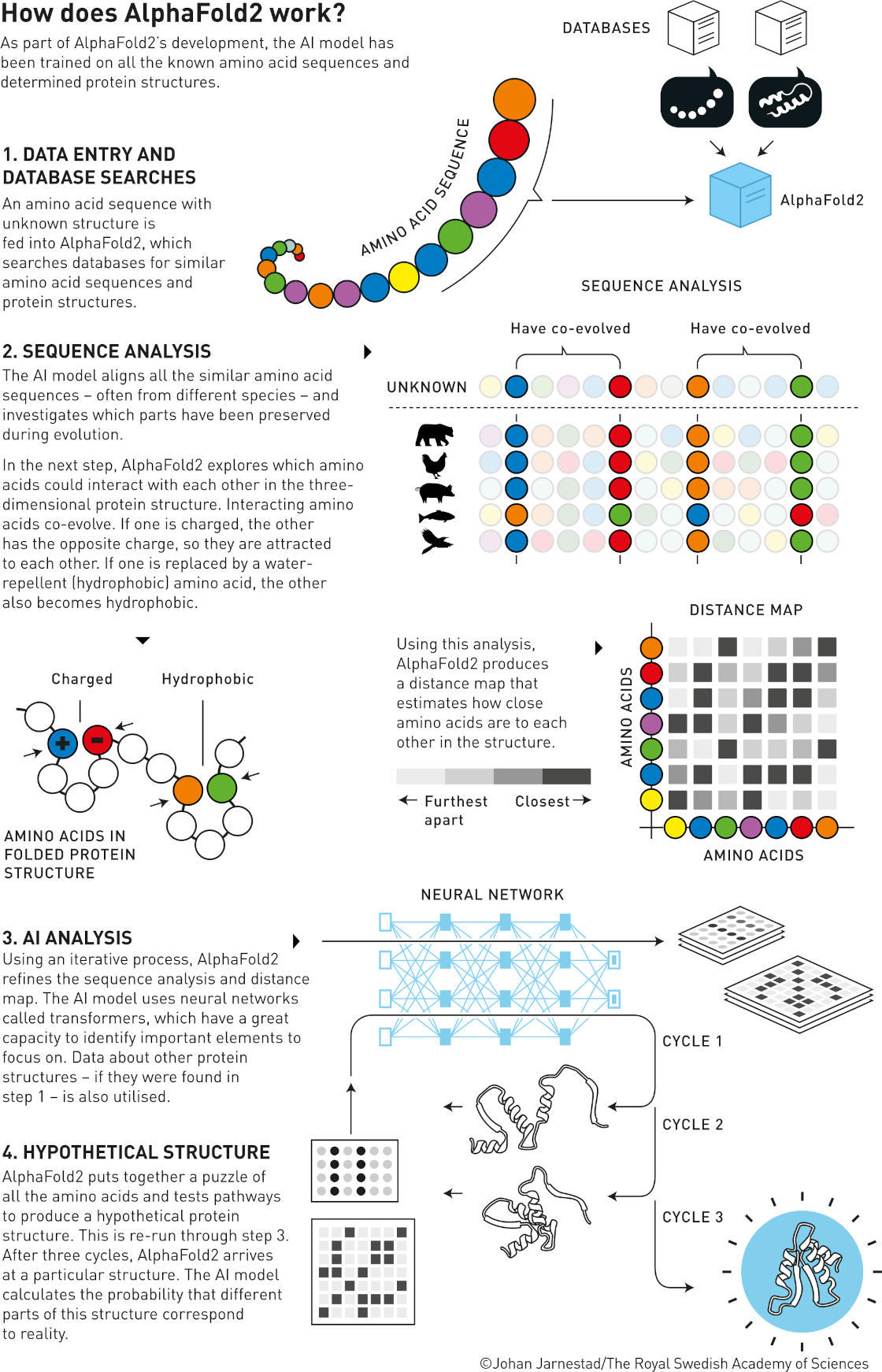 Illustration of the alpha-fold algorithm (©Johan Jarnestad/The Royal Swedish Academy of Sciences)